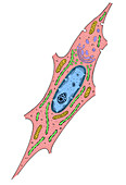 Cell Anatomy,Illustration