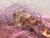 Active Platelets,Illustration