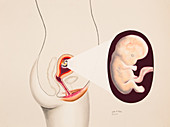 Month 2 Embryo,2 of 3,Illustration