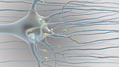 Neuron,Illustration