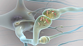 Neural Synapse,Illustration