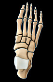 Bones of the Foot,Illustration