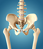 Bones of the Hip,Illustration
