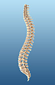 Vertebral Column,Illustration