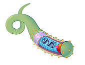 Ebola Virus,Illustration
