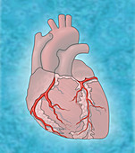 Coronary Arteries,Illustration