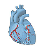 Coronary Arteries,Illustration