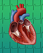 Heart,Internal Anatomy,Illustration