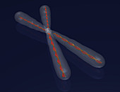 Human Chromosome,Illustration