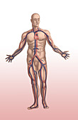 Cardiovascular System,Male,Illustration