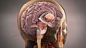 Brain,Sagittal Section,Illustration