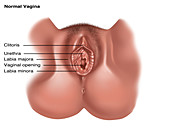 Vulva,Illustration
