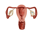 Ovulation,Egg Development,Illustration