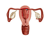 Uterus,Endometrium,Illustration