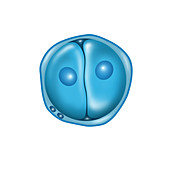 Embryogenesis,2-Cell Stage,Illustration