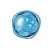Embryogenesis,Morula,Illustration