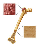 Bone Marrow,Illustration
