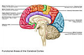 Cerebral Cortex Areas,Illustration