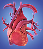 Heart and Lungs,Illustration