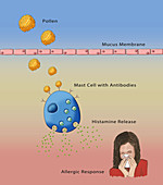 Allergic Response,Illustration
