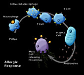 Allergic Response,Illustration