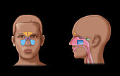 Paranasal Sinuses,Illustration