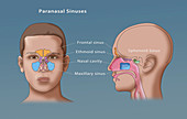 Paranasal Sinuses,Illustration