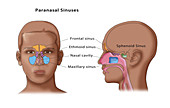 Paranasal Sinuses,Illustration