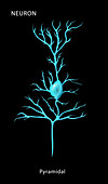 Pyramidal Neuron,Illustration