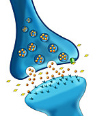 Dopamine Reuptake Inhibitor,Illustration