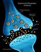 Dopamine Reuptake Inhibitor,Illustration