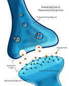 Dopamine in Parkinson's,Illustration