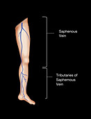 Saphenous Vein in the Leg,Illustration