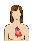 Position of the heart,illustration