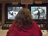 Giant Panda Behaviour Research Station