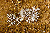 Mineral encrusted branch