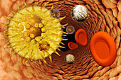 Varicella Virus Attacking a T-Cell