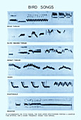 Spectrogram of Bird Songs