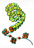 Nucleoprotein Fiber,illustration