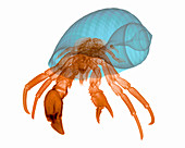 X-ray of Hermit Crab