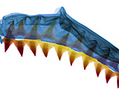 X-Ray of Shark Jaws