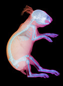 X-ray of a Rabbit