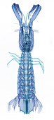 X-Ray of Mantis Shrimp