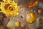 Mycobacterial Infection,illustration