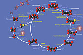 Citric Acid Cycle,illustration