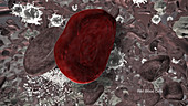 Red Blood Cells