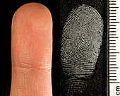 Finger and Its Fingerprint