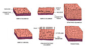 Types of Epithelial Cells,illustration