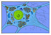 Nerve Cell,illustration