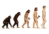 Human Evolution,illustration